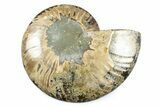 Cut & Polished Ammonite Fossil (Half) - Madagascar #364937-1